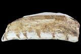 Mosasaur (Tethysaurus) Jaw Section - Goulmima, Morocco #89248-2